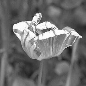 DSC 0478sw crop
