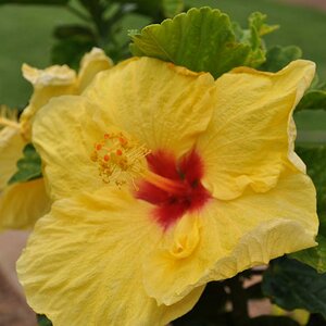 Hibiskus Blüte