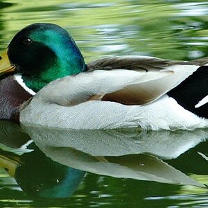 ente