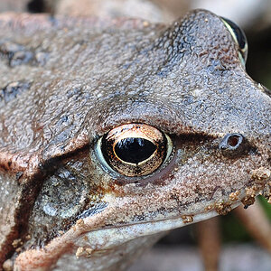 Im Auge des Frosches