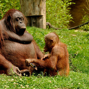 Zoo münster