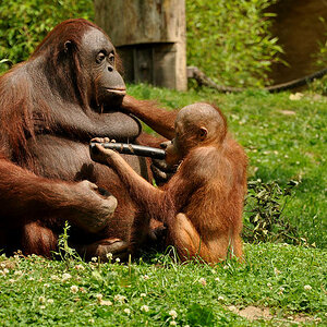 Zoo münster