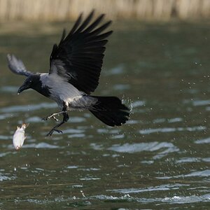 3  Aaskrähe verliert Fisch 4339A
ja erst fest zubeissen, aber im 2. Anlauf doch geholt.