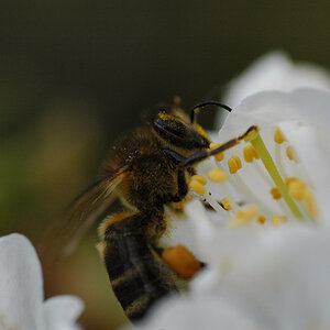 bienchen bei der arbeit