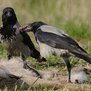 4  Aaskrähen (nebelkrähen) am Luder 5189AA