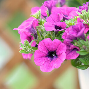 DSC1495

Samyang 85/1.4 @ 1.4 1/800 ISO 200