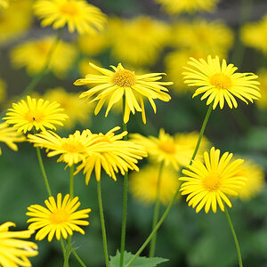 DSC1521

Samyang 85/1.4 @ 1.4 1/80 ISO 200