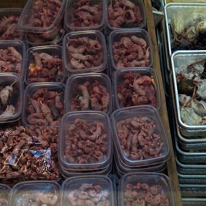 Reptilienbörse www 3