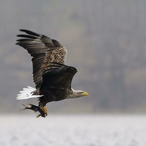 1   Seeadler 3193

Mit Beute ab zum Horst