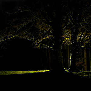 Der Wald