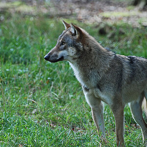 wolf solling