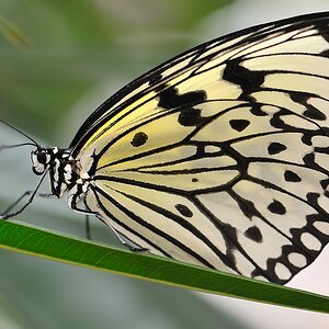 Schmetterlinge 1