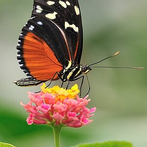Schmetterlinge 2