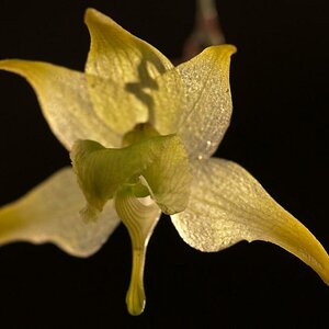 Orchideen