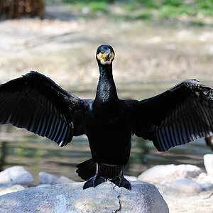 kormoran3