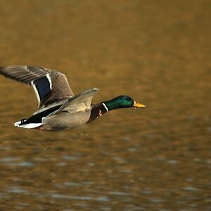 Stockente