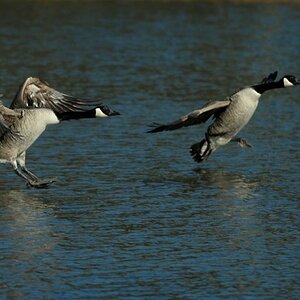 Wasserballett