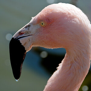 Flamingo