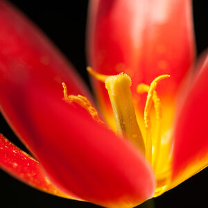201004077544 - Tulpe
Beispielbild Sigma 180mm/1:3,5 Macro DG HSM