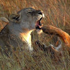 Löwen in der Massai Mara, Kenya