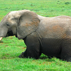 Elefant , Amboselli , Kenya