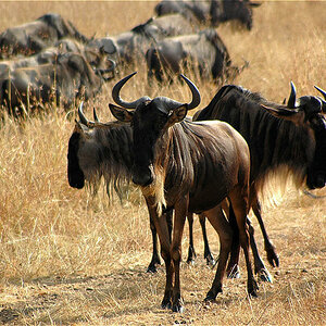 Weisbartgnu´s , Massai Mara , Kenya