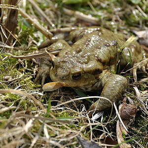 Kröte