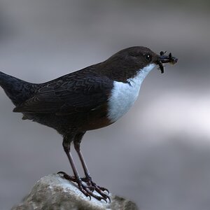 Wasseramsel