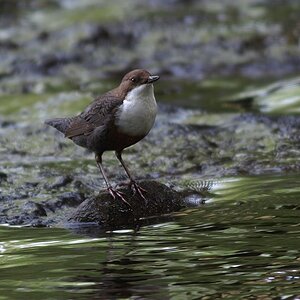 Wasseramsel