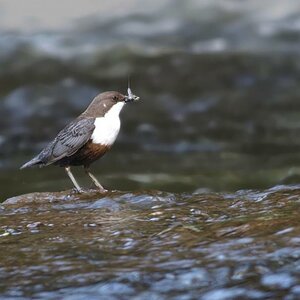 Wasseramsel