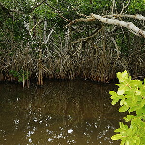 DSC3051 NF-F
Everglades