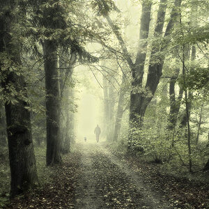 foggy forest