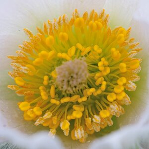 comp Arbeit 20100404 132224Blumen 2