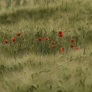 Mohn