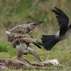 Mäusebussard 4779

vermutlich noch ein junger Greife, reagierte gelassen auf die Attacken der Aaskrähen