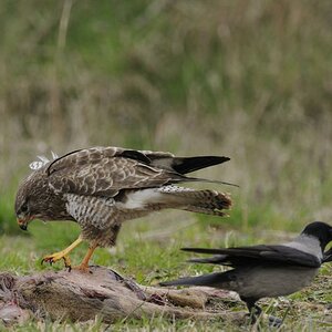 Mäusebussard 4782
vermutlich noch ein junger Greife, reagierte gelassen auf die Attacken der Aaskrähen