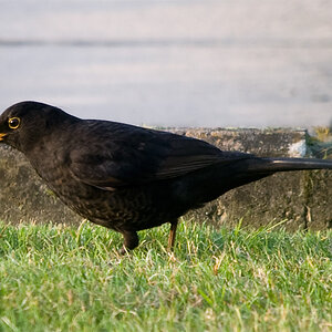 Amsel (ca 50% Crop)