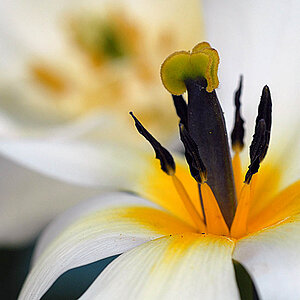 tulpen 2010
