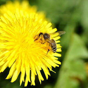 Biene mit Blume
