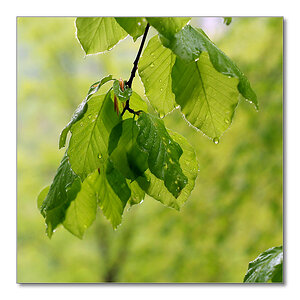 Regenlaub