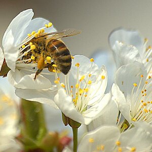 Kirschblüte