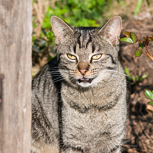 DSC 9525 Katze grau
