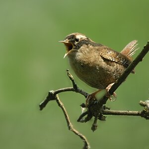 Zaunkönig