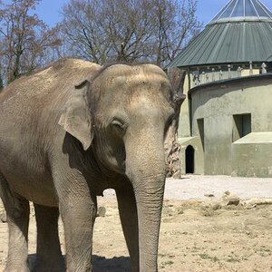 Elefant im Frei Gehege