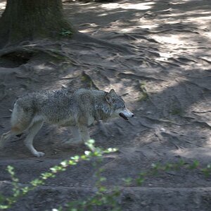 Wolf beim vorbei gehen