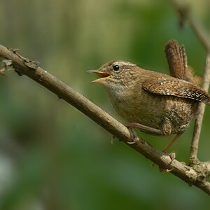 Zaunkönig