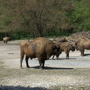 Bison