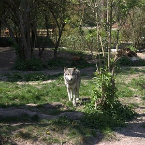 Wolf schaut mich an
