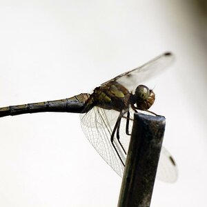 Libelle