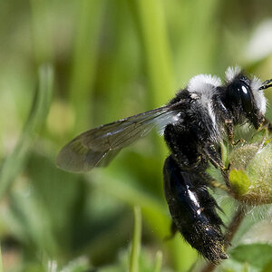 Das schwarze Schaf vom Bienenstock